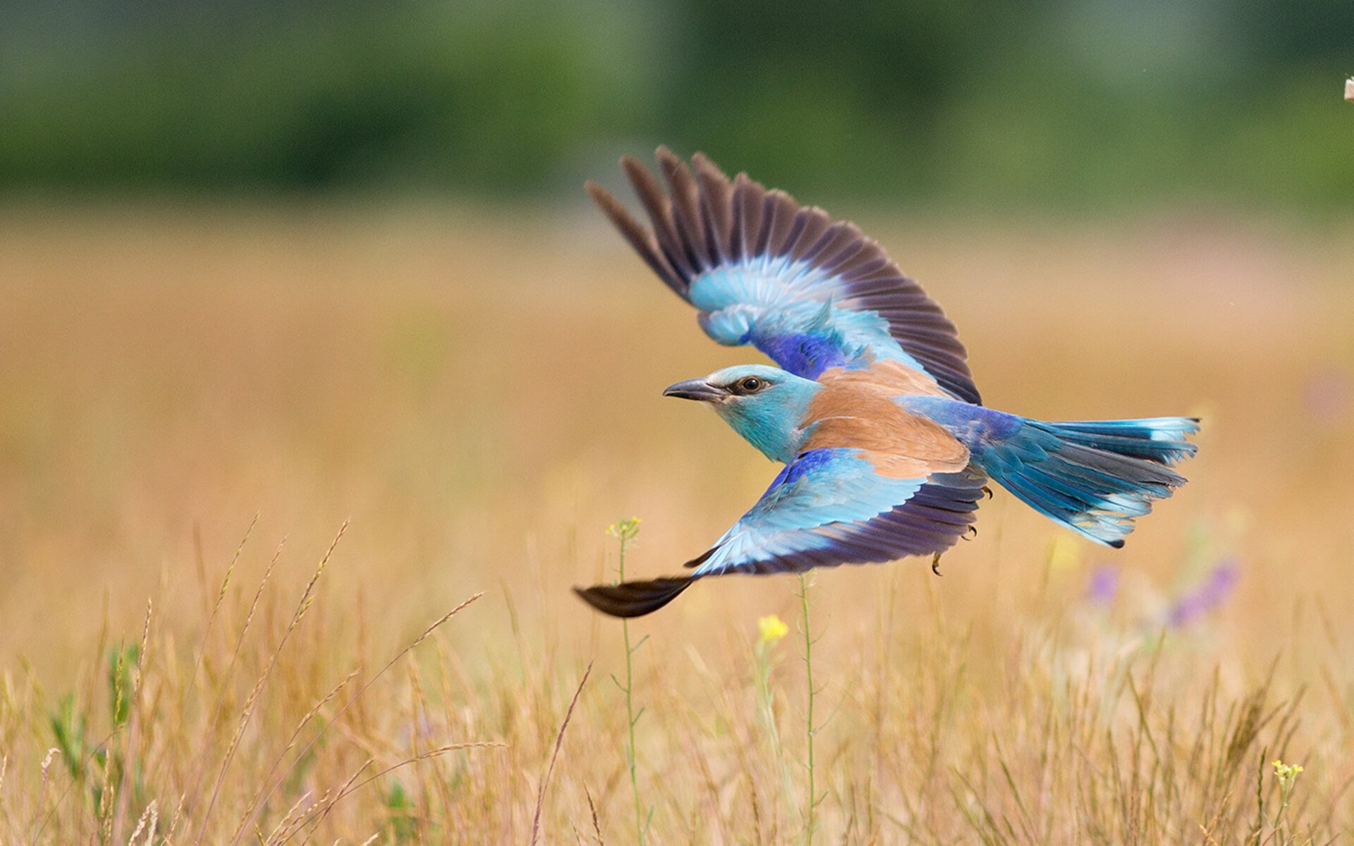 叹息之墙，库尔图瓦的抢七封神夜