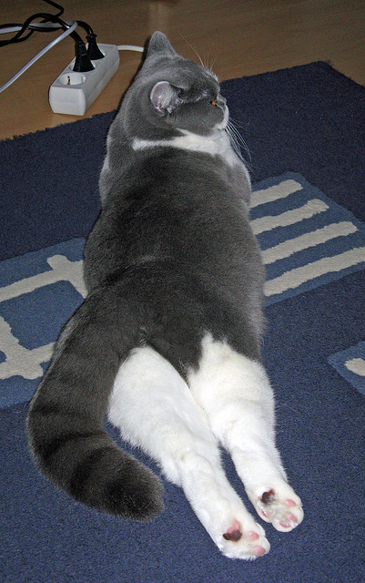 风暴之眼与黄金节奏，当喀麦隆的铁血撕碎比利时，莫德里奇在美加墨丈量时间