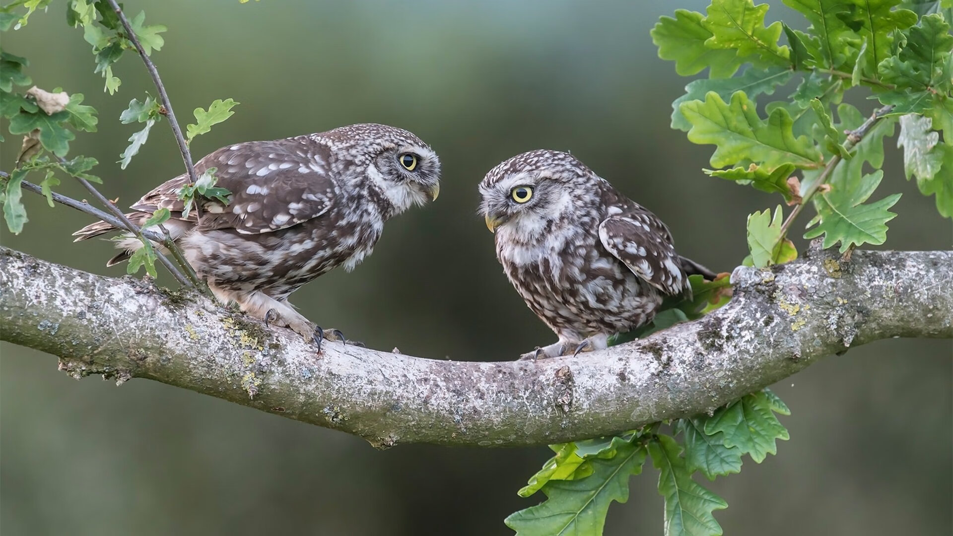双子星闪耀，大场面诞生巨星，战术铁链驯服雄鹰