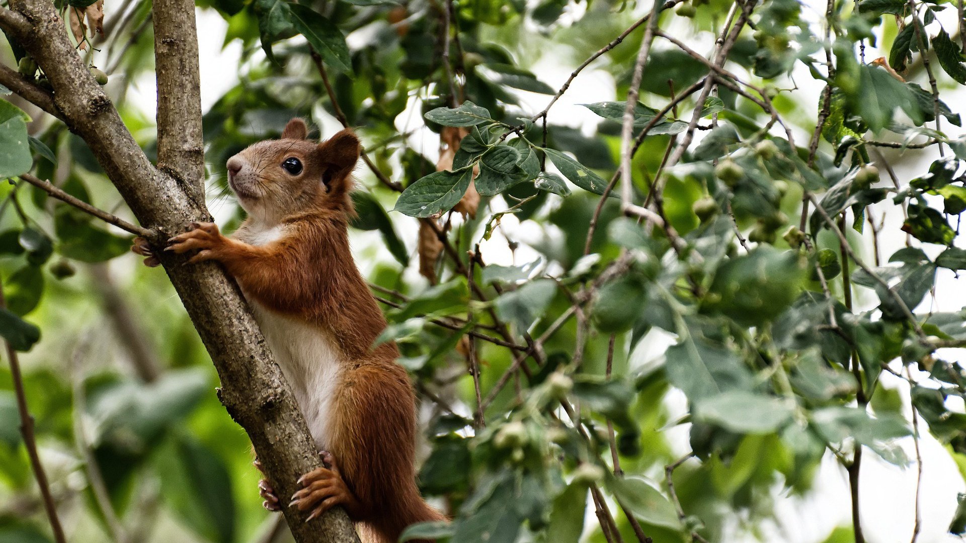 新西兰爆冷淘汰皇家社会，加维硬仗之王本色震撼足坛