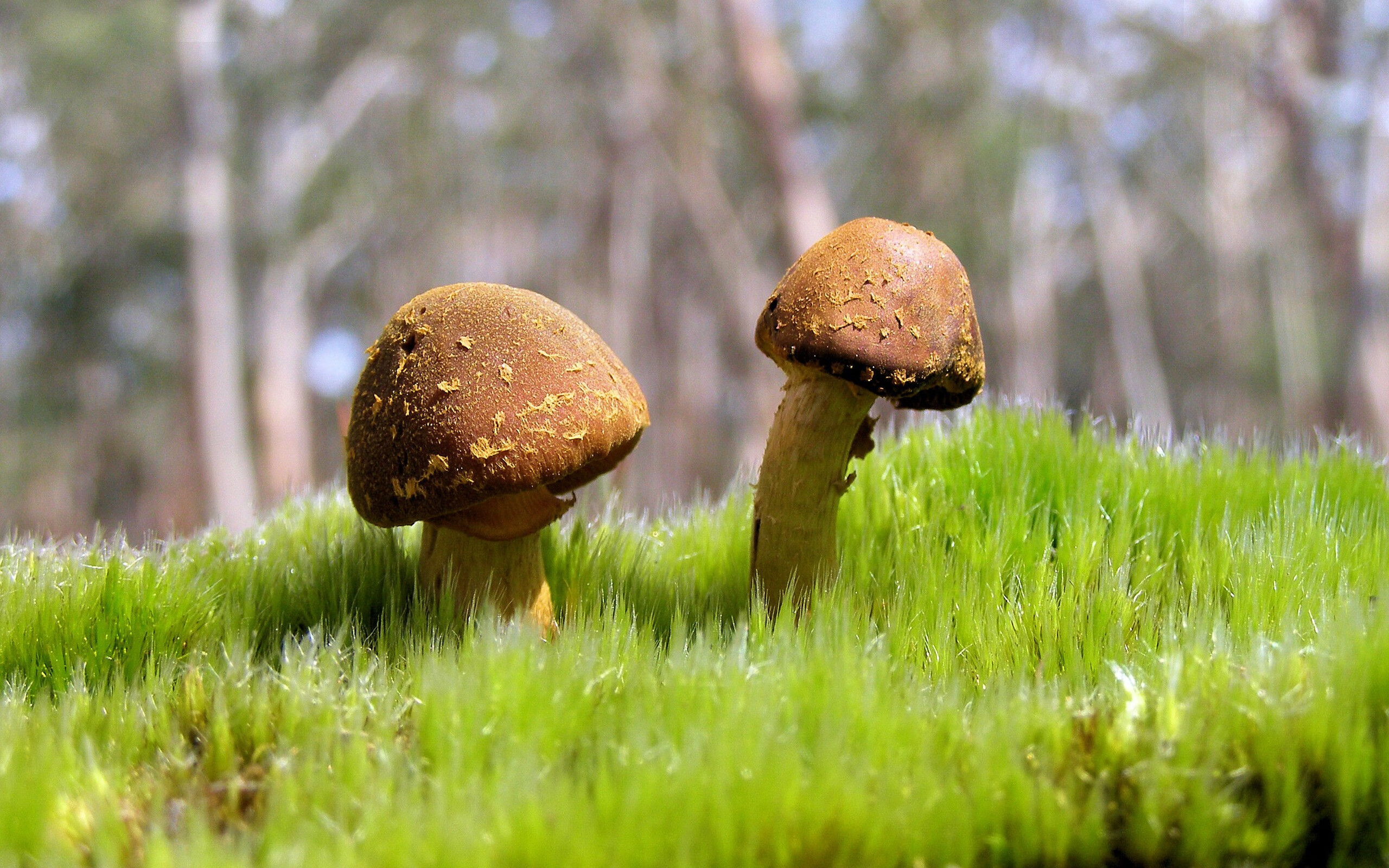 范弗利特神兵天降，上海滩见证凤凰涅槃