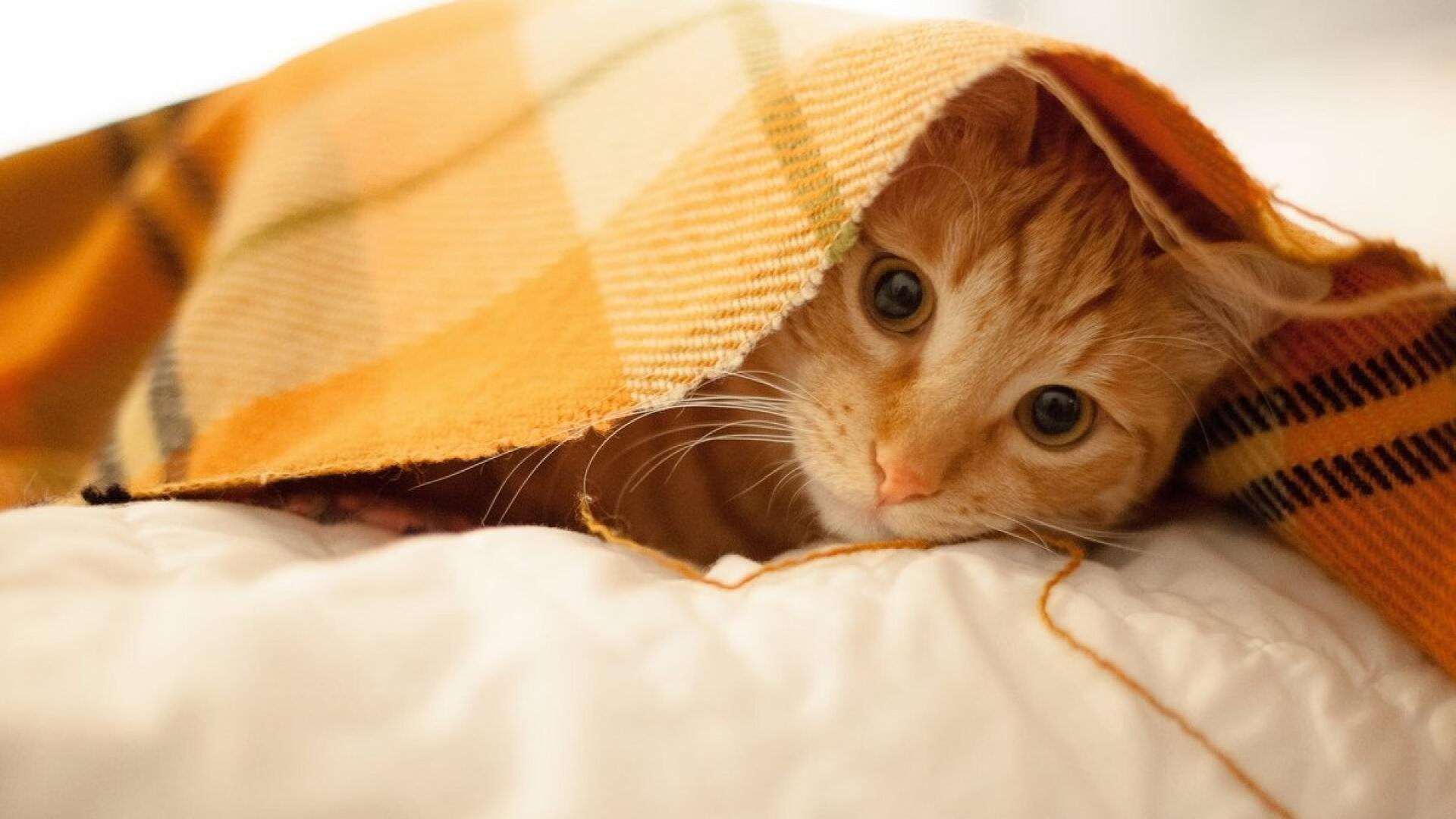 草根逆袭！澳大利亚友谊赛险胜英超豪门，李刚仁一击致命成关键先生