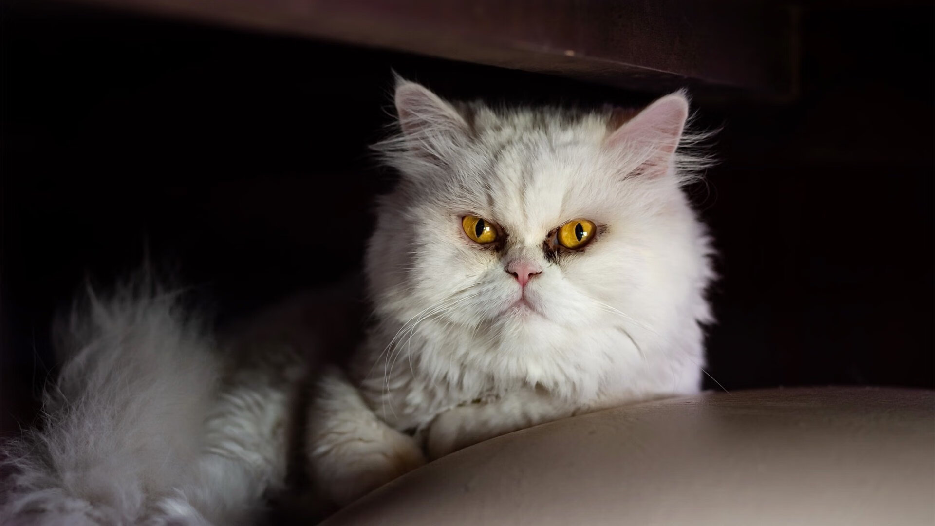 摩洛哥对阵厄瓜多尔,本泽马巨星价值的完美诠释