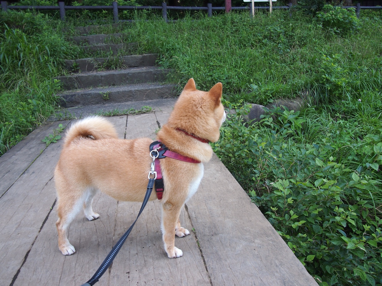 森林狼强势终结山西队,杰伦格林欧冠半决赛接管比赛,篮球世界的跨域交响