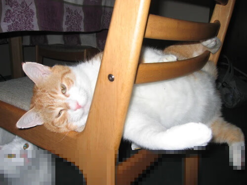 开拓者硬仗取胜骑士，拉梅洛欧冠决赛接管比赛