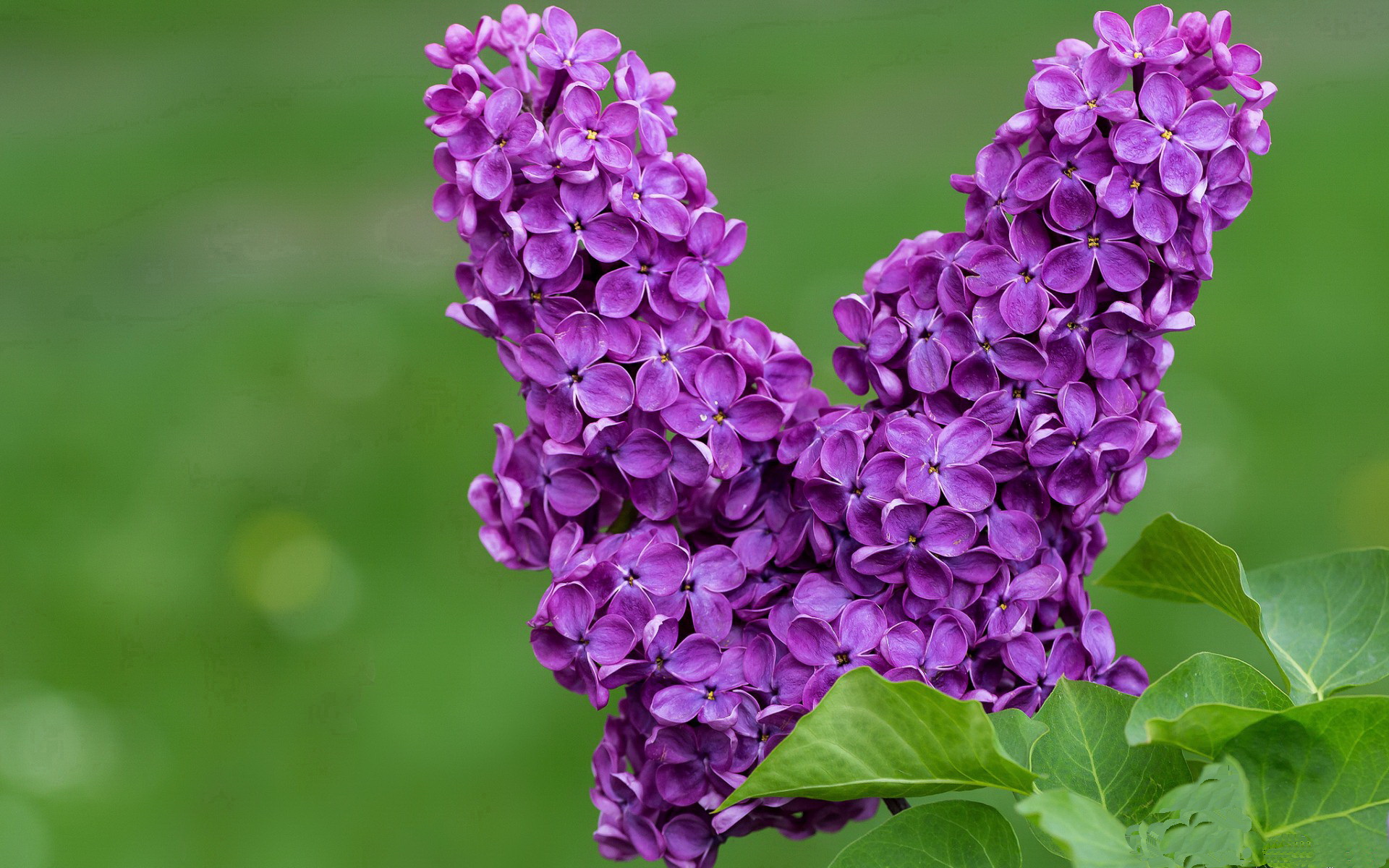 月下舞者与星辰交响，拉文在总决赛之夜带动全队节奏的艺术