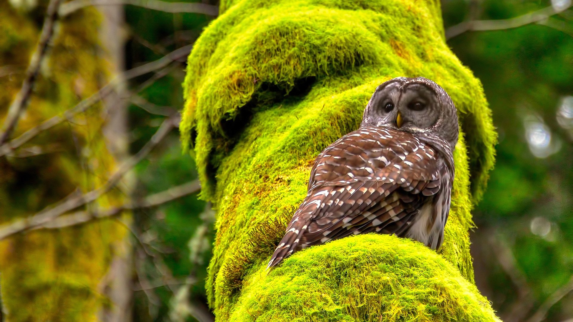 阿拉巴统治全场!土耳其劲旅力克多特蒙德,赛后评分拉满引爆热议