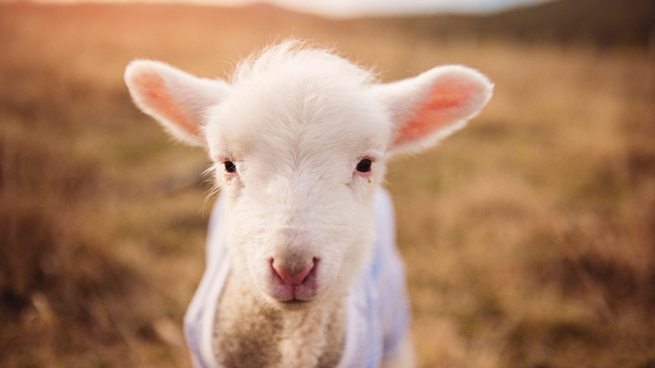 双线涅槃，格列兹曼完成自我救赎，红魔终破心魔力压曼城