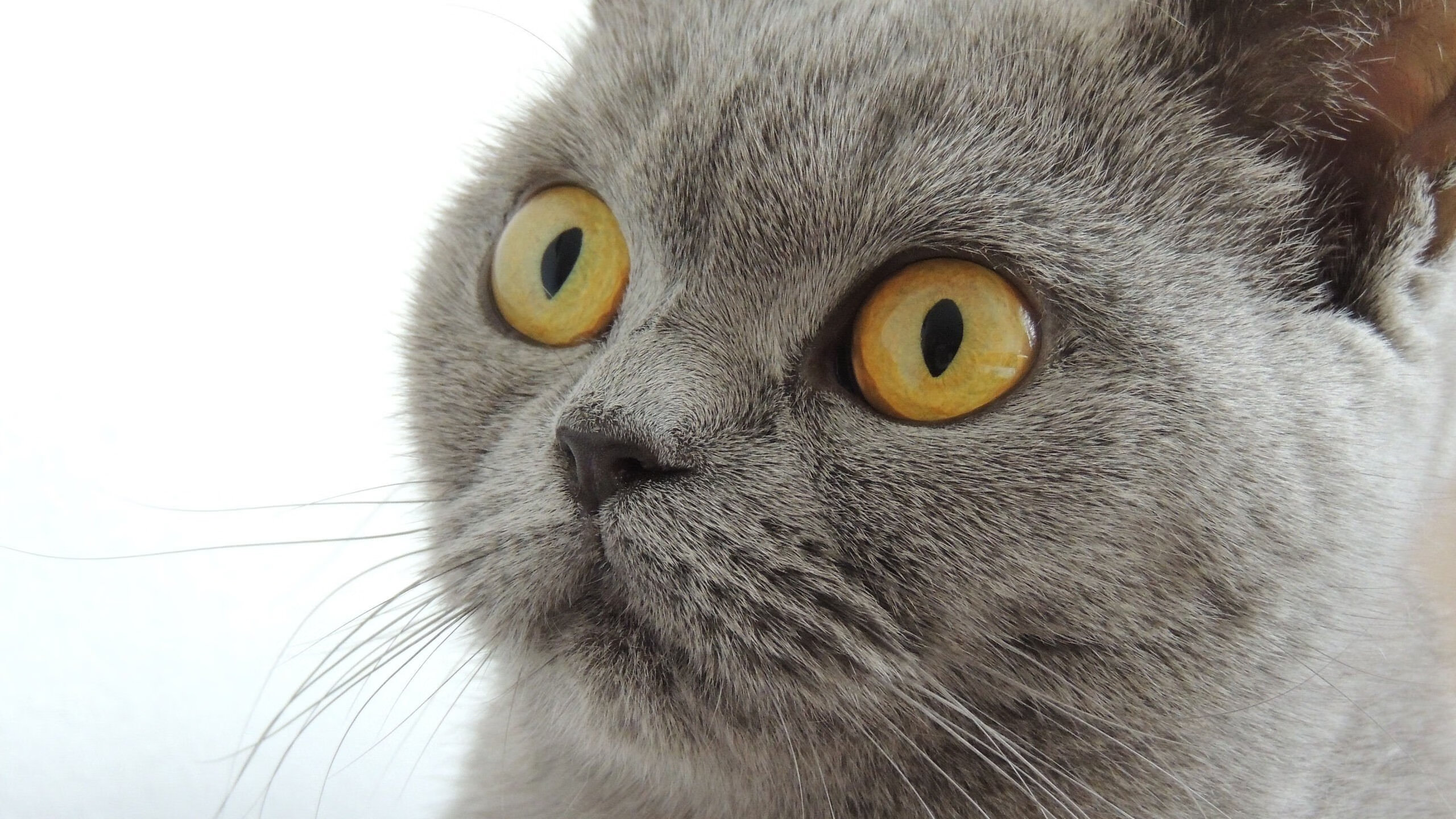 剑指苍穹,乔治如棋手布阵雷霆,雷霆之力碾压上海队于无形